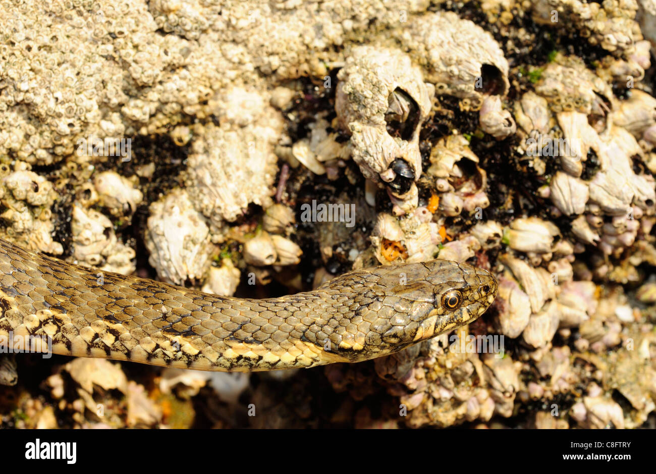 Acqua Viperine snake (natrix maura) in ambiente costiero. Foto Stock