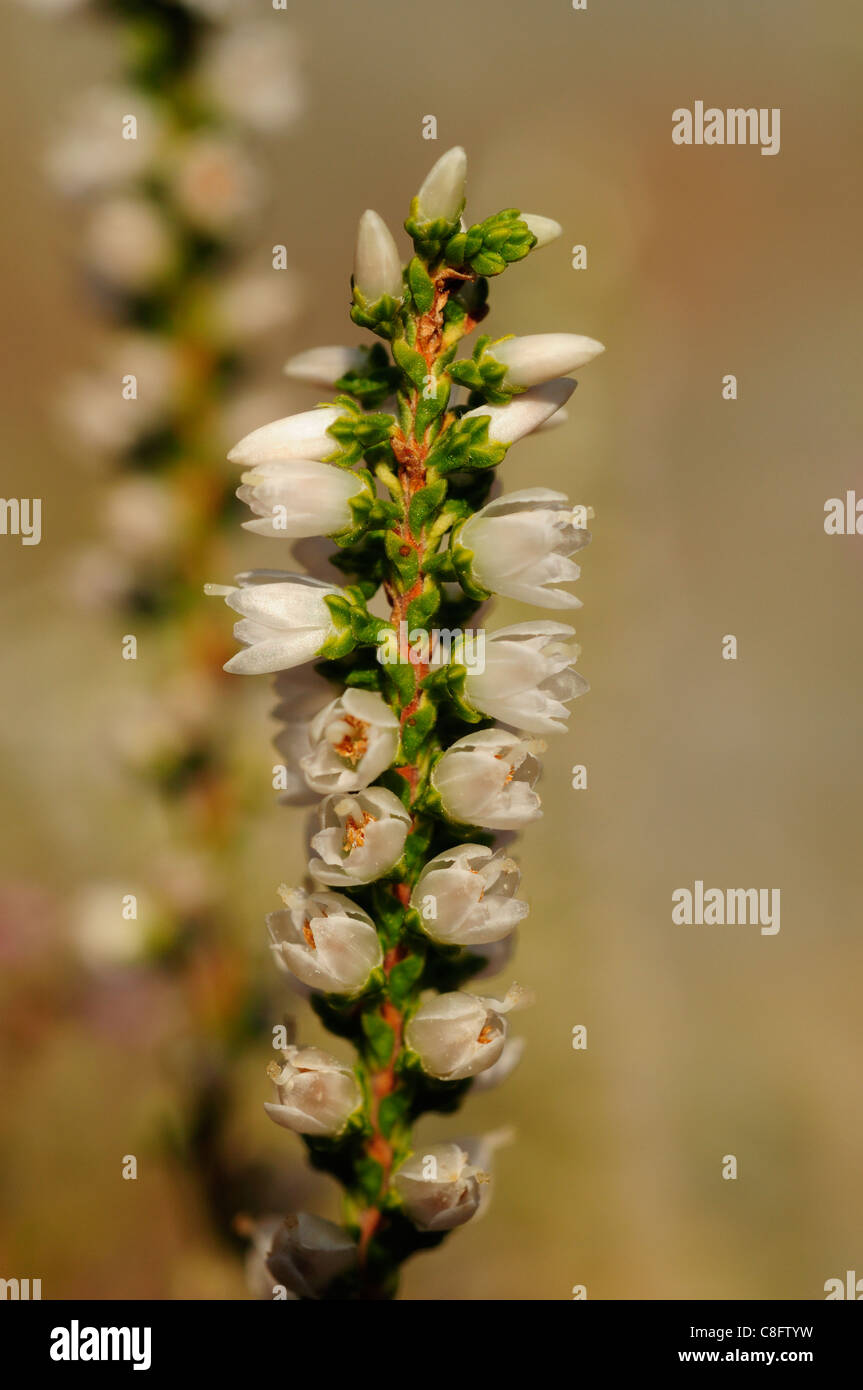 Comune fiori Heath (Calluna vulgaris) Foto Stock