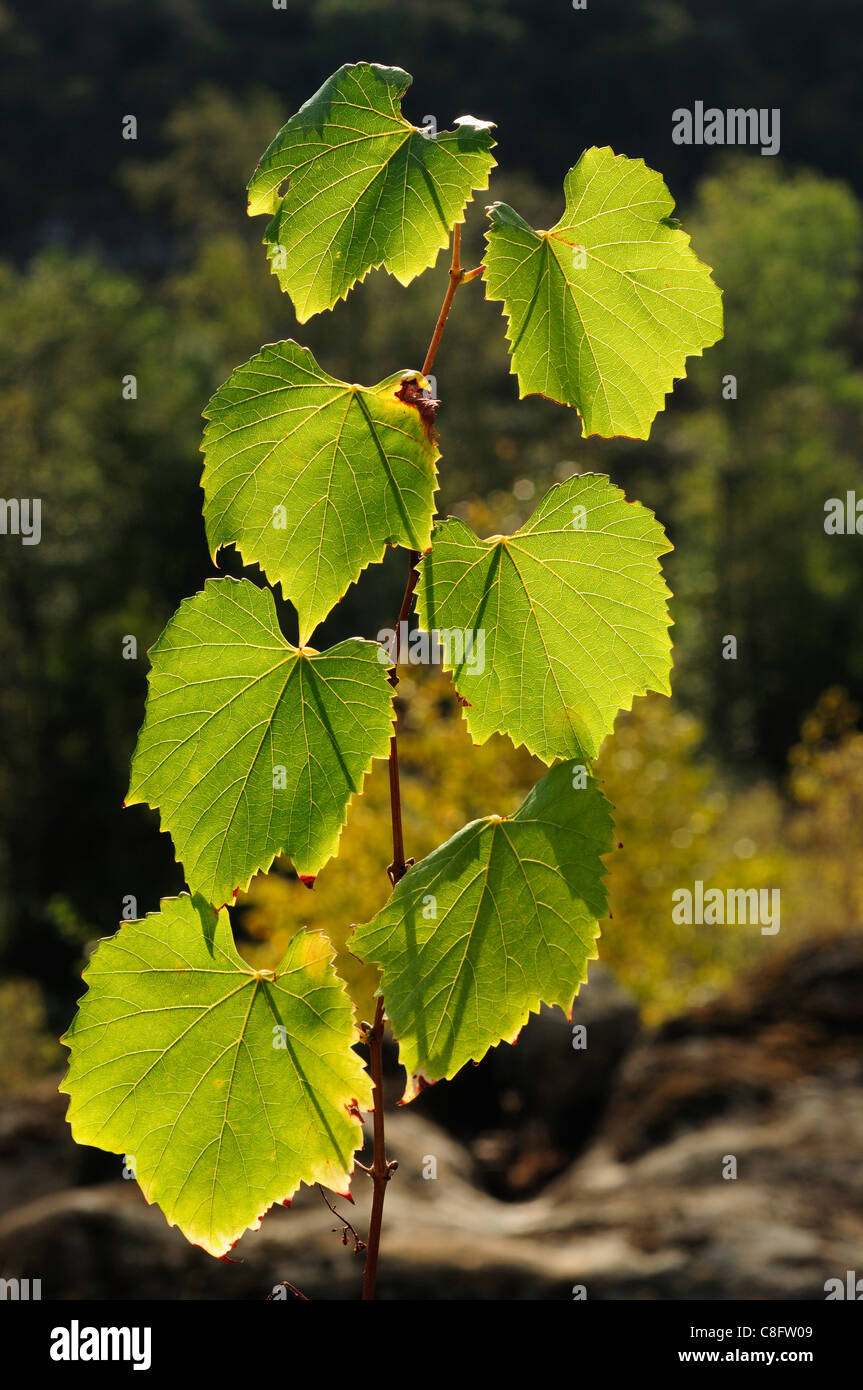 Comune di vite di uva (Vitis vinifera) Foto Stock