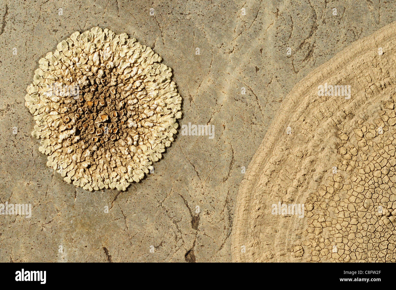 Licheni incrostanti (Clairmont sp.) Foto Stock