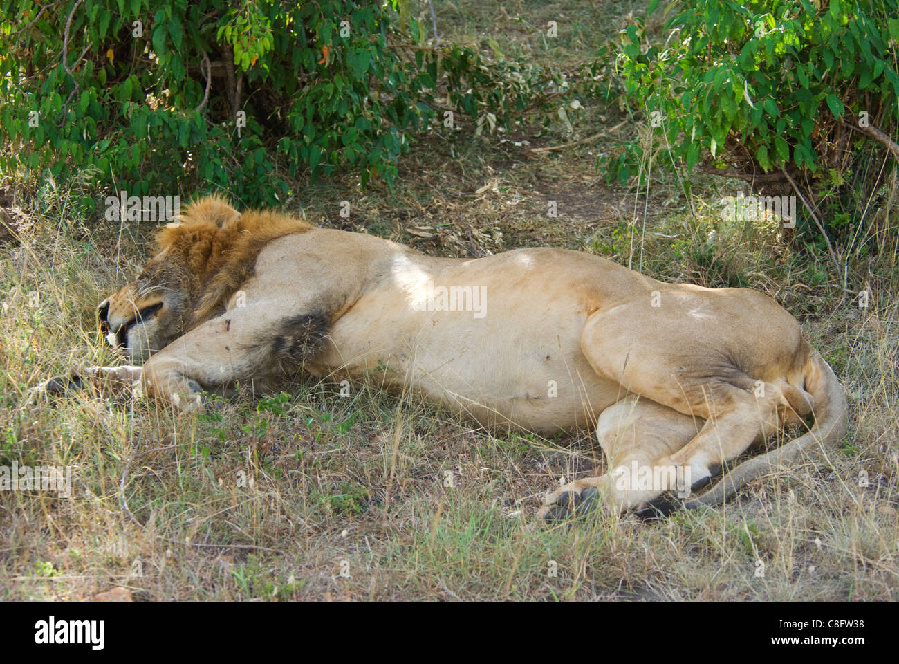 Leone maschio (Panthera leo) dormire in shaddows Foto Stock