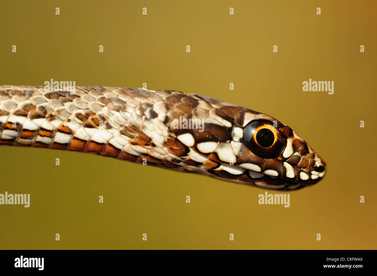Il novellame di Montpellier snake (Malpolon monspessulanus) Foto Stock