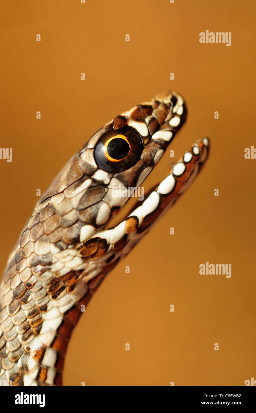 Il novellame di Montpelier Snake (Malpolon monspessulanus) Foto Stock