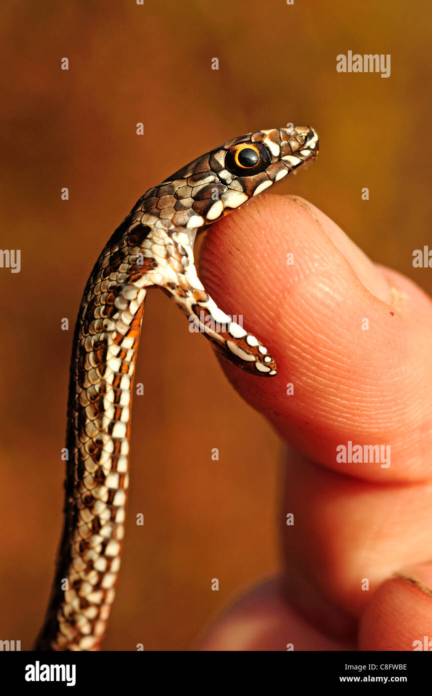 Il novellame di Montpelier Snake (Malpolon monspessulanus) Foto Stock