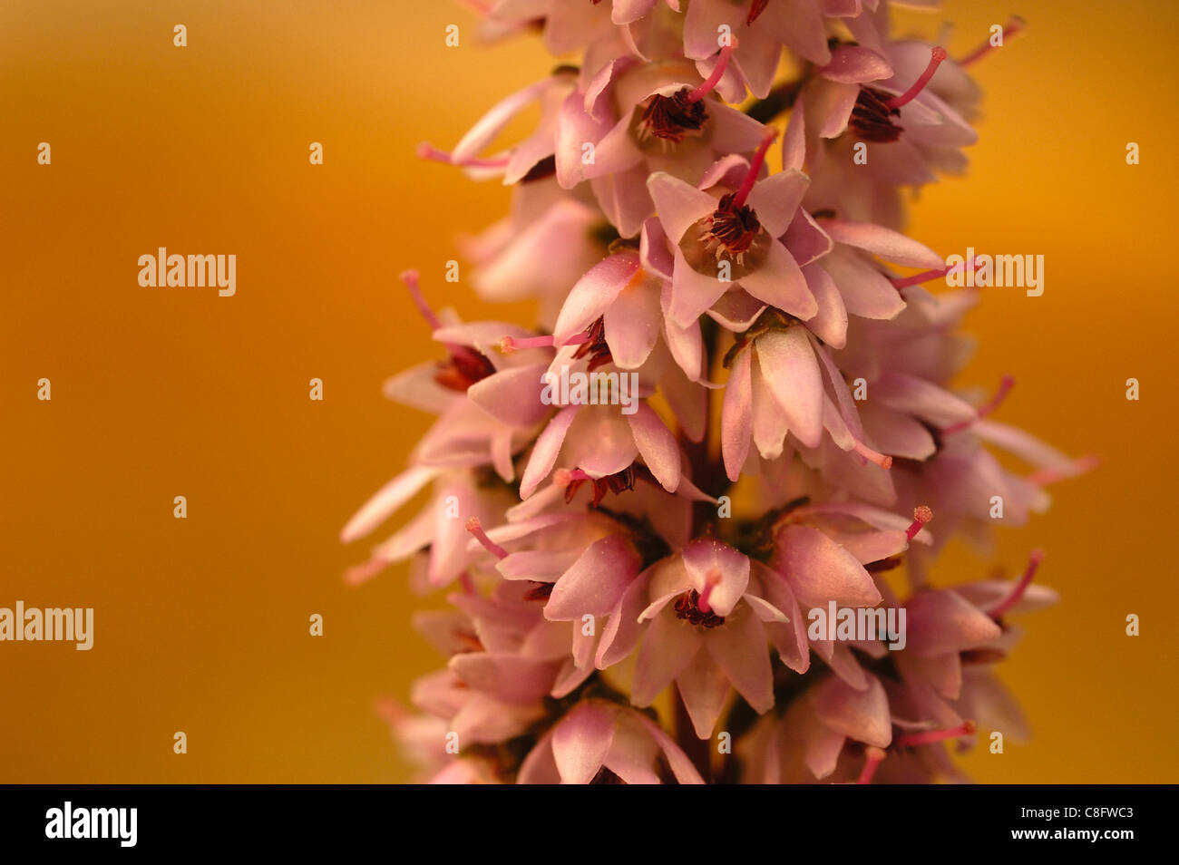 Comune fiori Heath (Calluna vulgaris) Foto Stock