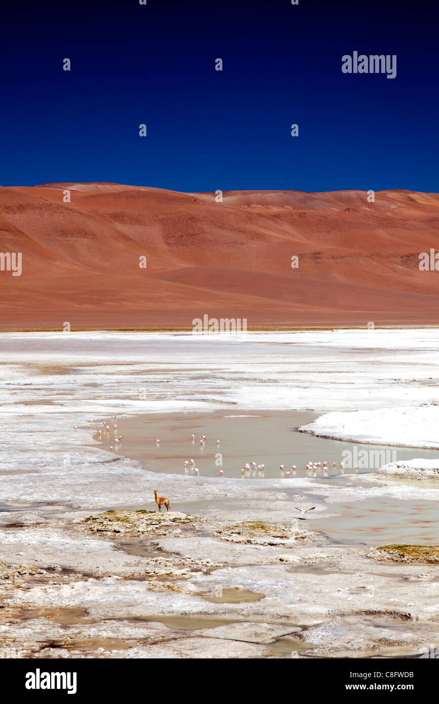 Vicuña sul bordo di Pujsa Salt Lake, il Deserto di Atacama, Cile Foto Stock