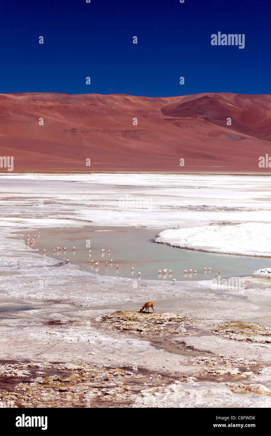Vicuna pascolare sul bordo di Pujsa Salt Lake, il Deserto di Atacama, Cile Foto Stock
