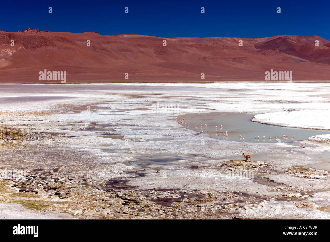 Vigogna sul bordo di Pujsa Salt Lake, con i fenicotteri rosa in background, il Deserto di Atacama, Cile Foto Stock