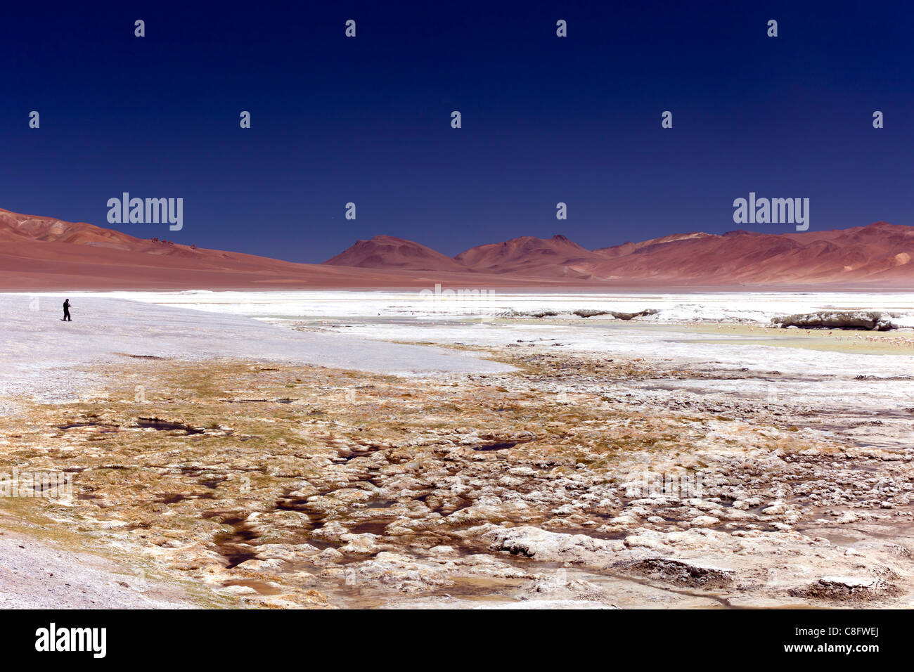 L'uomo sul lago a Pujsa Salt Lake, il Deserto di Atacama, Cile Foto Stock