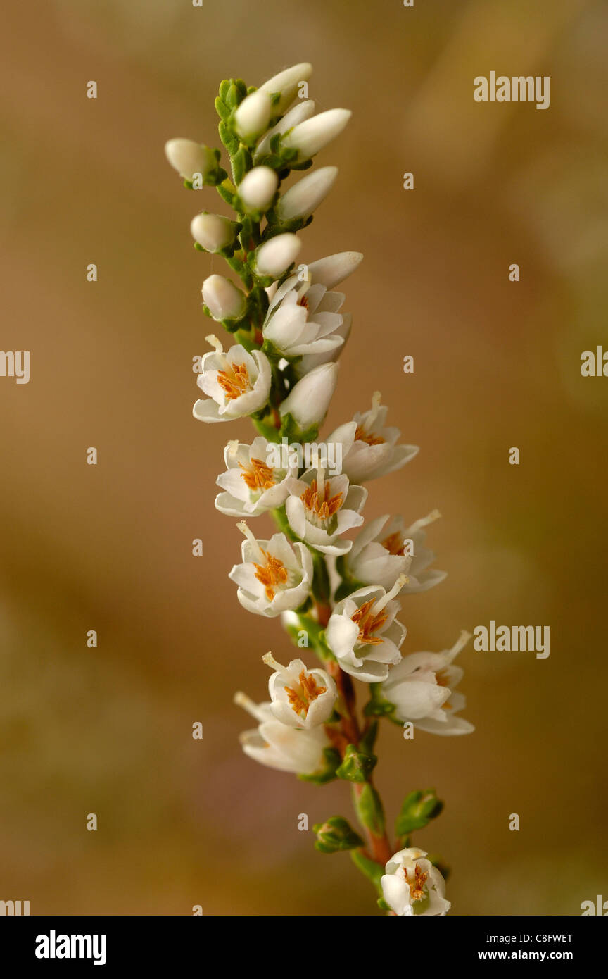 Comune fiori Heath (Calluna vulgaris) Foto Stock