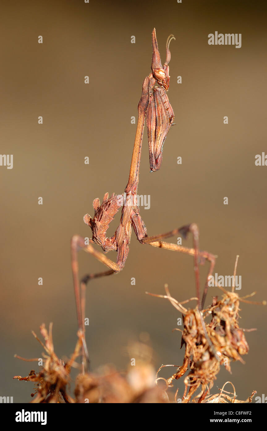 Conehead Mantis (Empusa pennata) Foto Stock