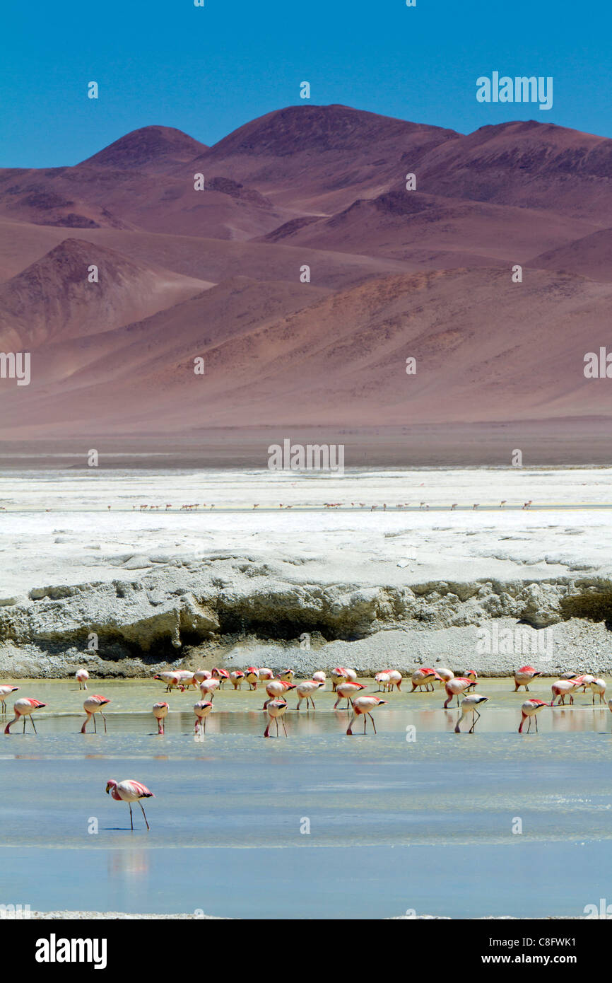 Fenicotteri rosa a Pujsa Salt Lake, il Deserto di Atacama, Cile Foto Stock