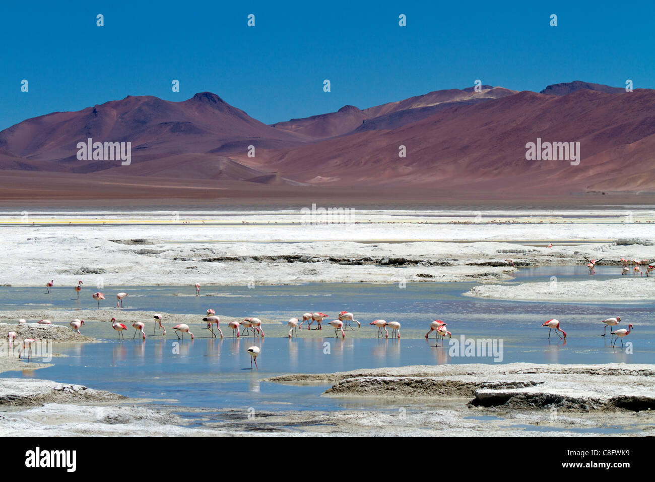 Fenicotteri rosa a Pujsa Salt Lake, il Deserto di Atacama, Cile Foto Stock