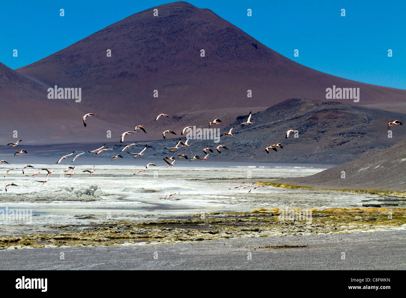 Fenicotteri in volo su Pujsa Salt Lake, il Deserto di Atacama, Cile Foto Stock
