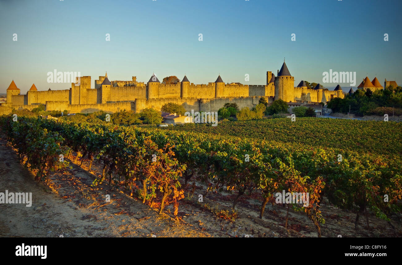 I vigneti e la vecchia città di Carcassonne Foto Stock