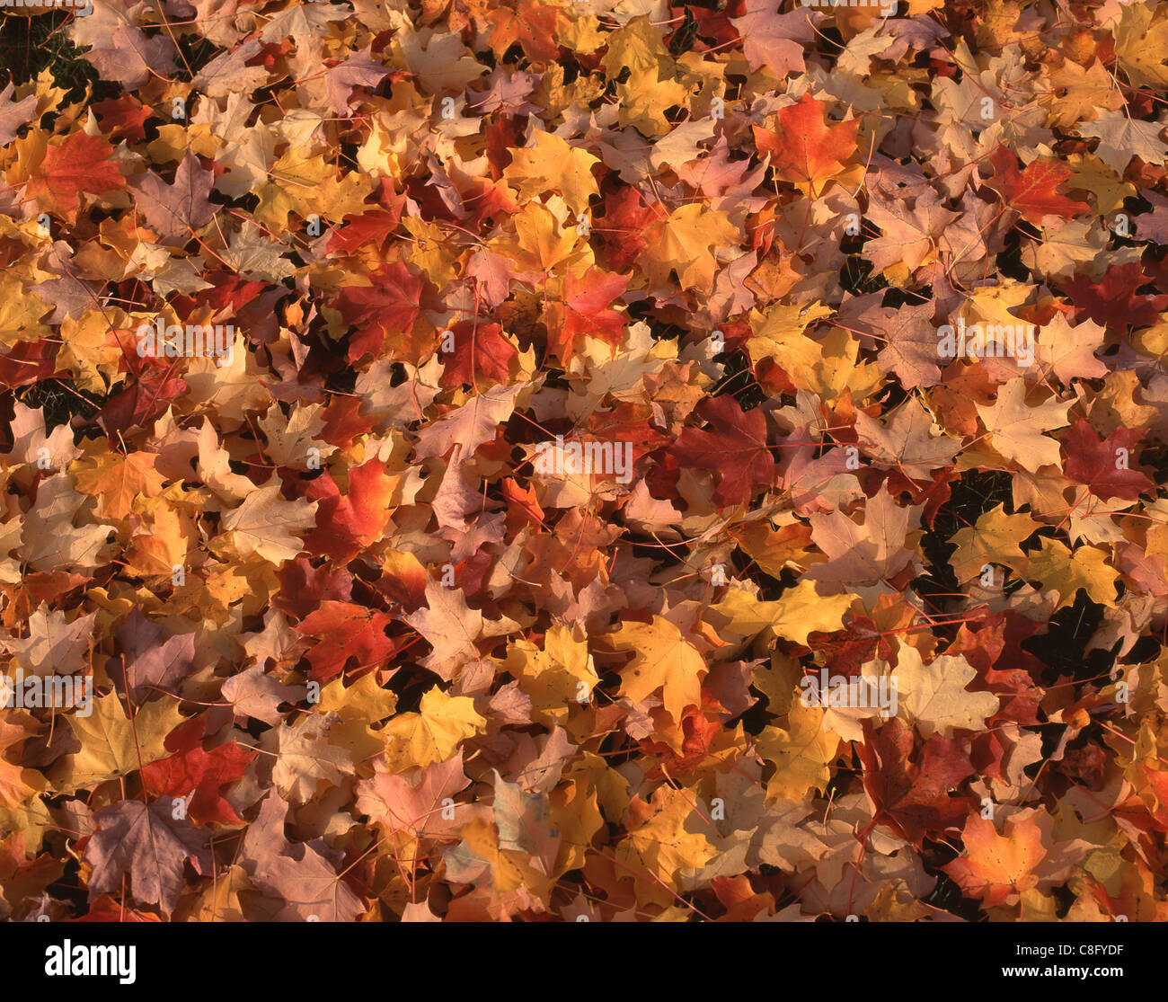 Foglie colorate sul terreno in autunno, vicino a Peterborough, New Hampshire, Stati Uniti d'America Foto Stock