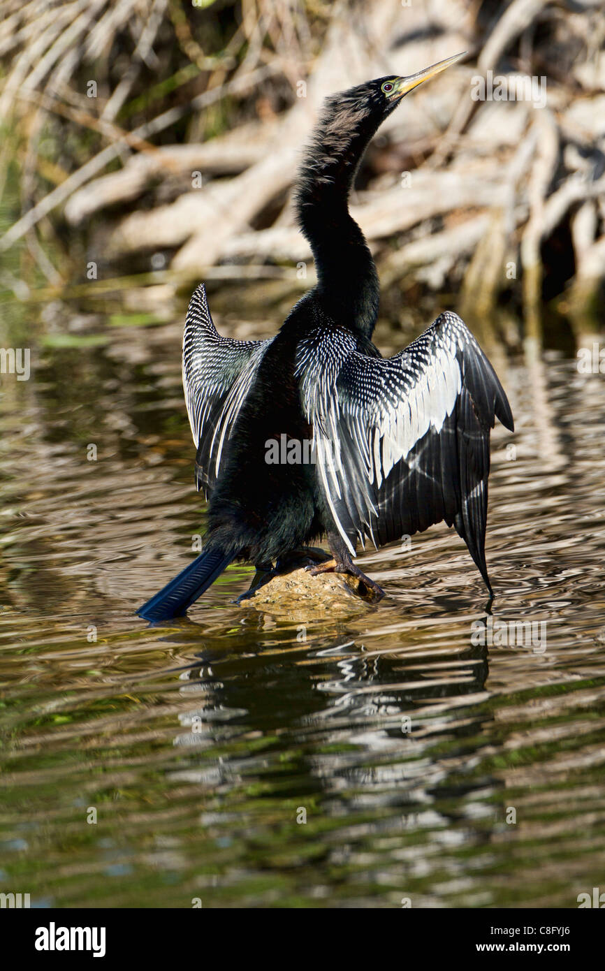 Anhinga (Anhinga anhinga) Foto Stock