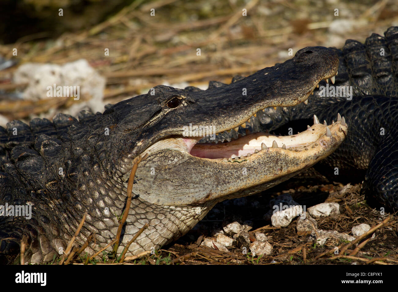 Coccodrillo americano (Crocodylus acutus) Foto Stock