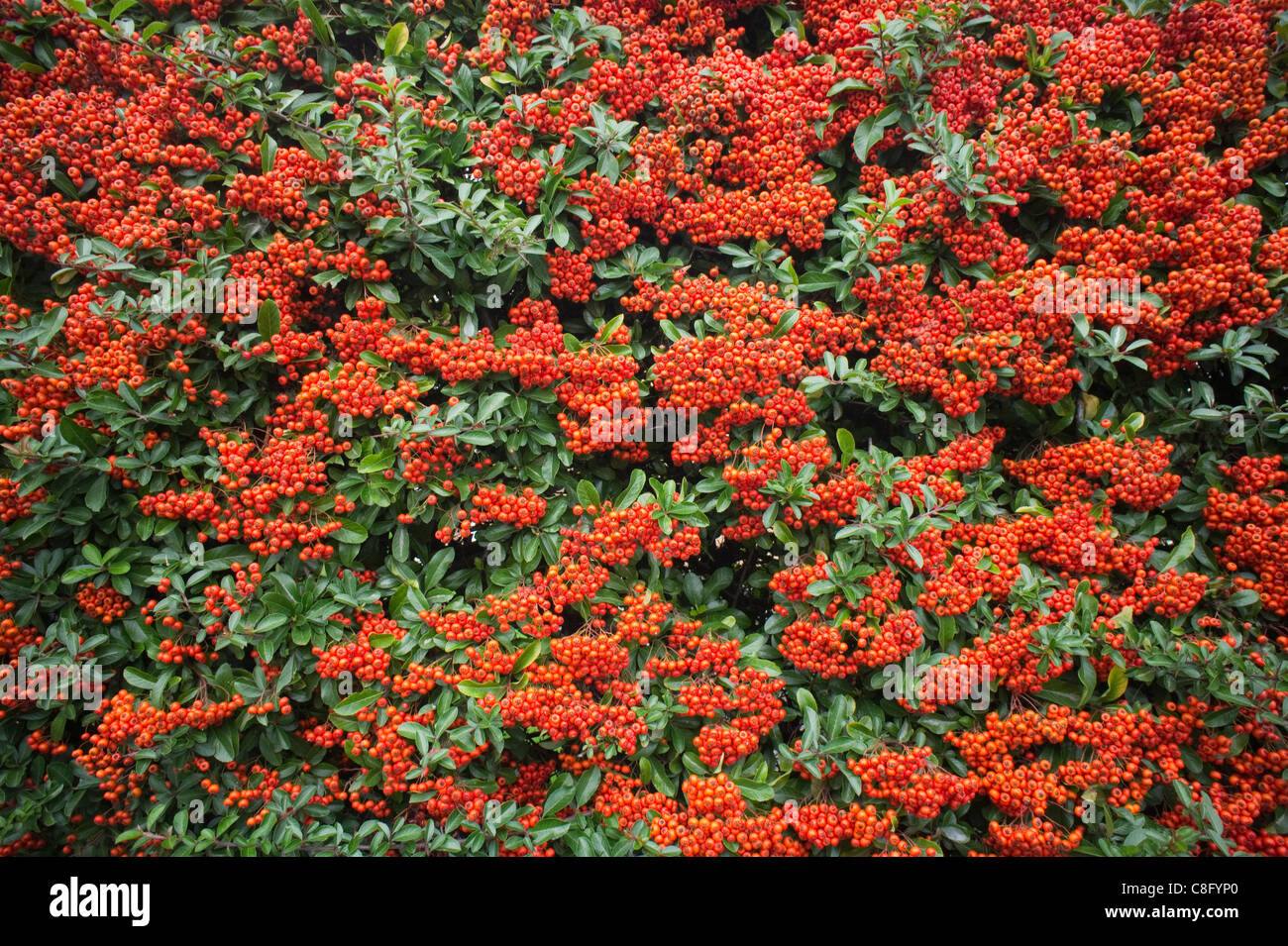 Pyracantha arbusto nel gelo con foglie di colore verde scuro e rosso  scarlatto bacche fotografato un freddo gelido inverno mattina Foto stock -  Alamy