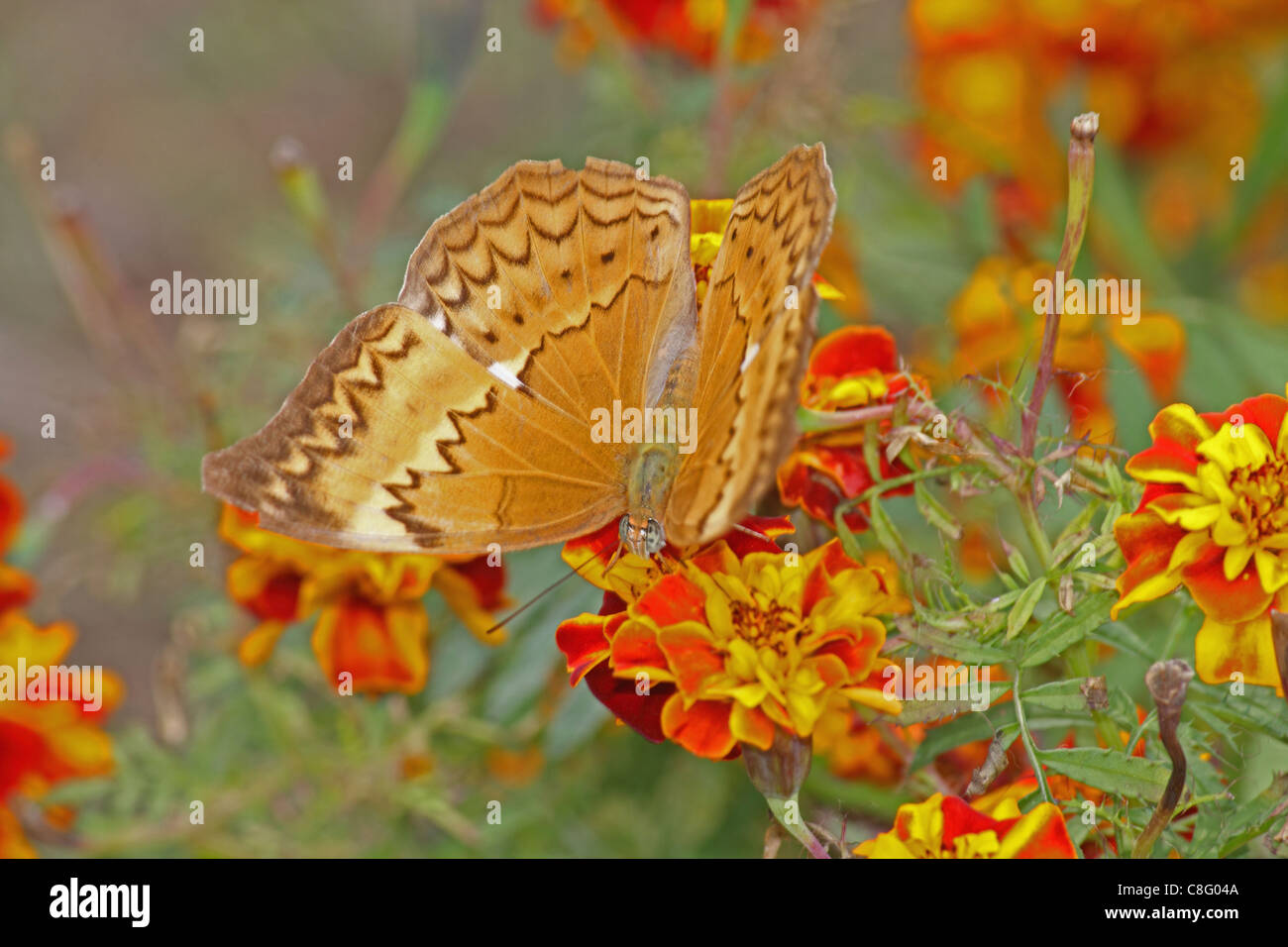 Thais Cirrochroa, Tamil Yeoman, insetto, Butterfly, India Foto Stock