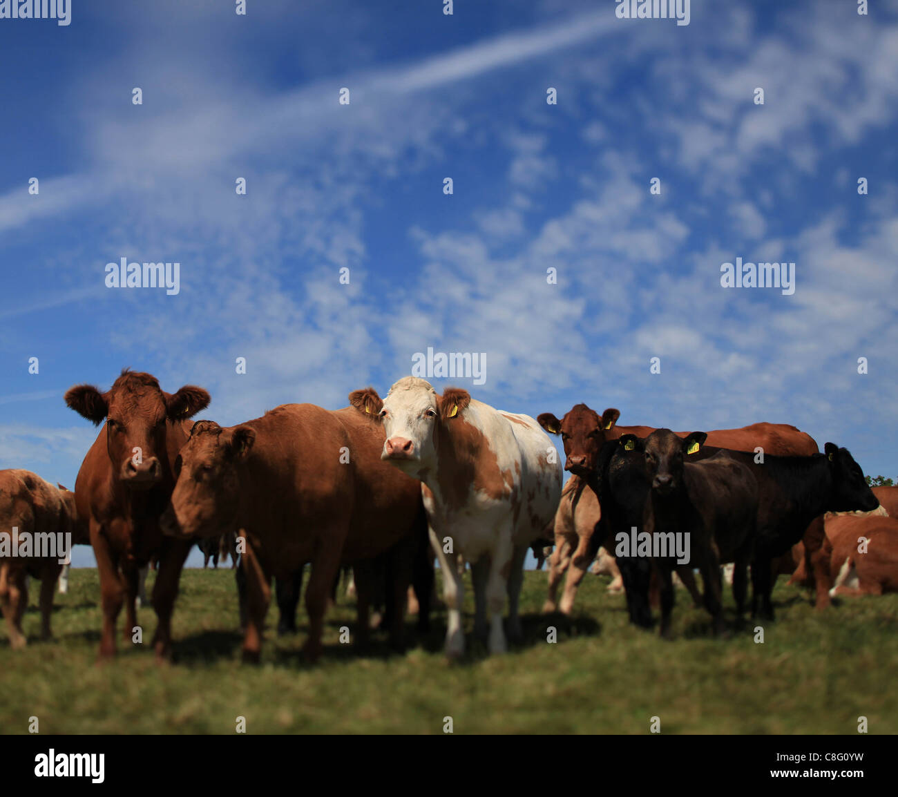 Allevamento di Bestiame nel campo di una luminosa e soleggiata giornata Foto Stock