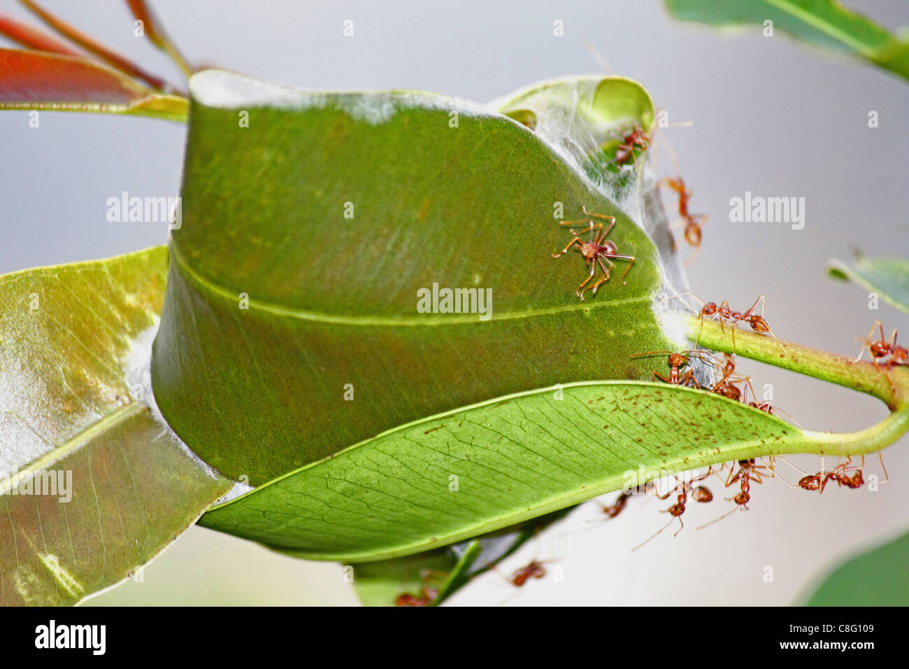 Nido di formiche di foglie verdi, rosso di adattare le formiche, oecophyila smaragdine, India Foto Stock