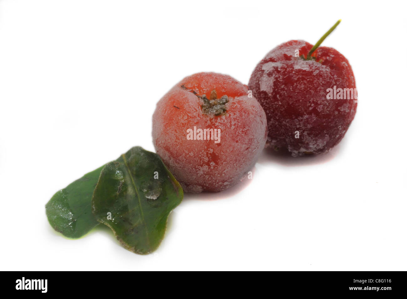 Acerola congelati (Malpighia glabra), o Acerolla, frutti e foglie su sfondo bianco Foto Stock