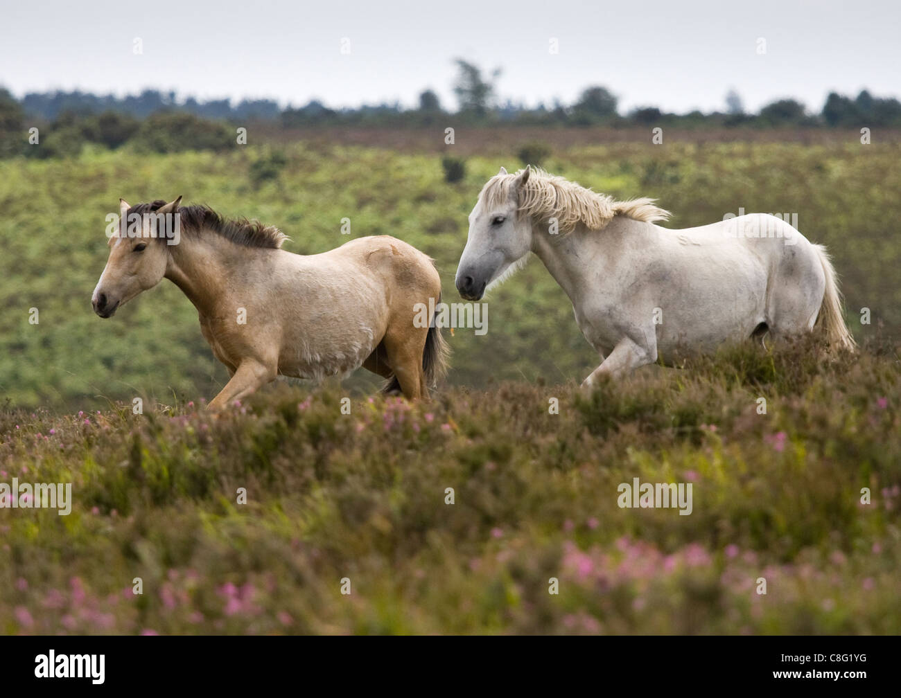 Due New Forest pony in esecuzione attraverso heather. Questo è nel nuovo Parco Nazionale Foreste, Hampshire, Regno Unito. Foto Stock