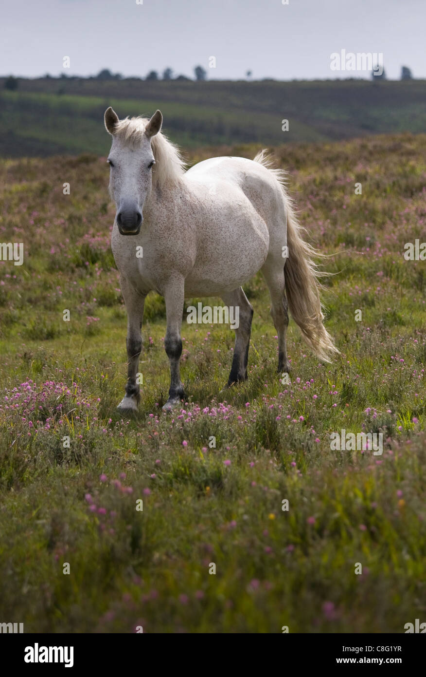 Un bel bianco pony in piedi in fioritura heather guardando il visore. New Forest National Park, Hampshire, Regno Unito. Foto Stock