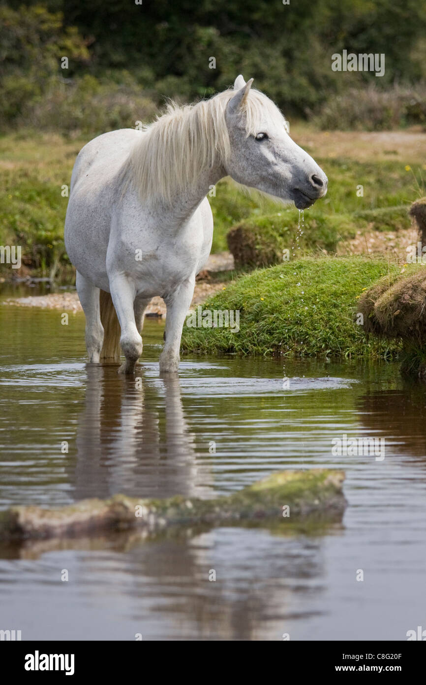 Un bel bianco pony guadare attraverso un flusso nel nuovo Parco Nazionale Foreste su una soleggiata giornata d'estate. Foto Stock