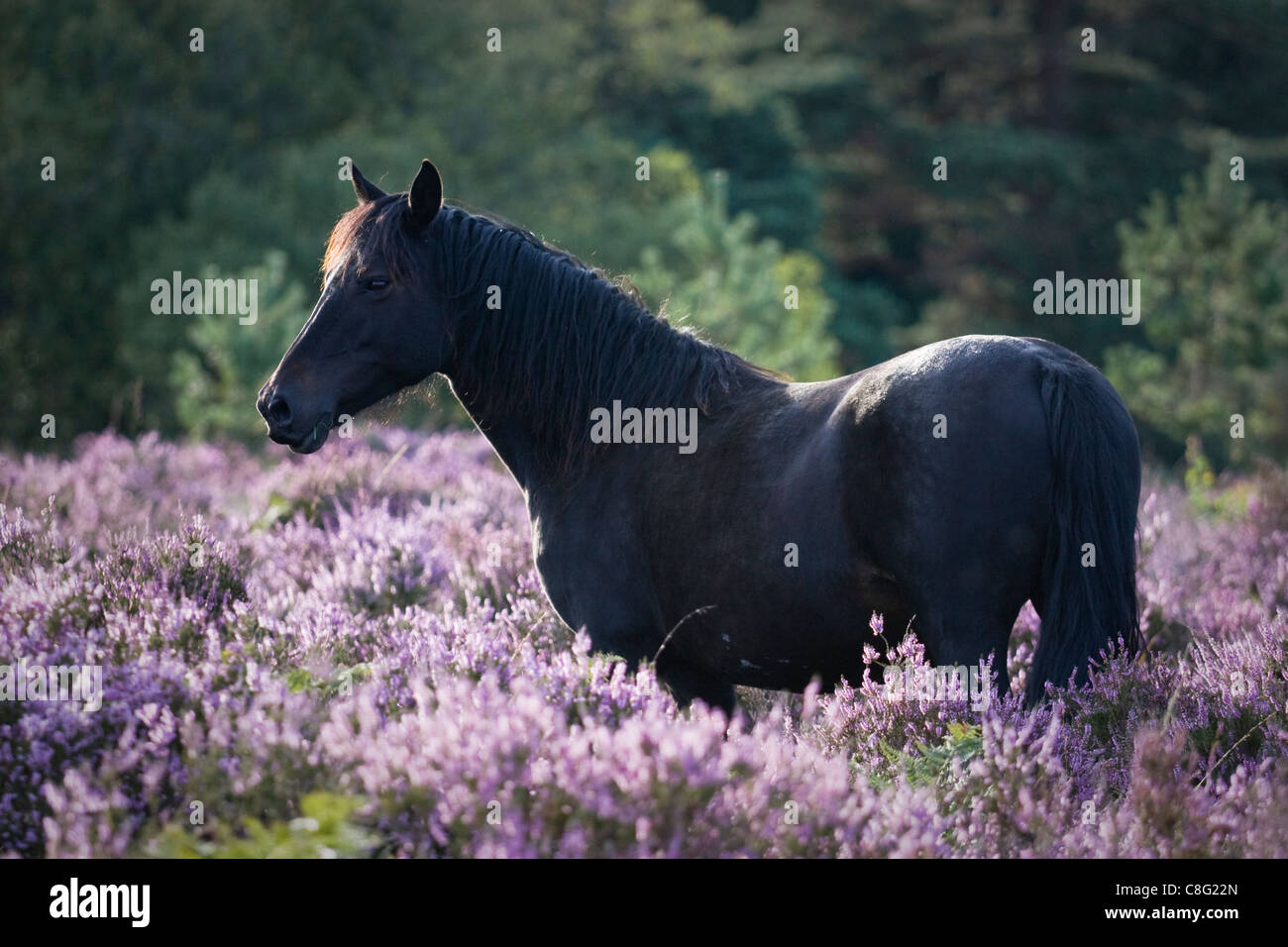 Un bellissimo pony nero in piedi il torace profondo in fioritura heather in una giornata di sole in estate. L'illuminazione posteriore delinea il pony. Foto Stock