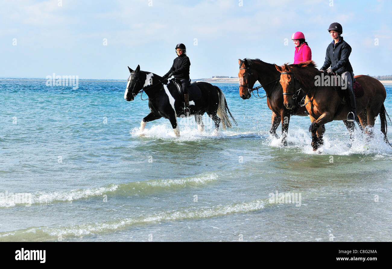 Cavalli godendo la passeggiata in mare con la bassa marea lungo la lunghezza del West Wittering beach. Foto Stock
