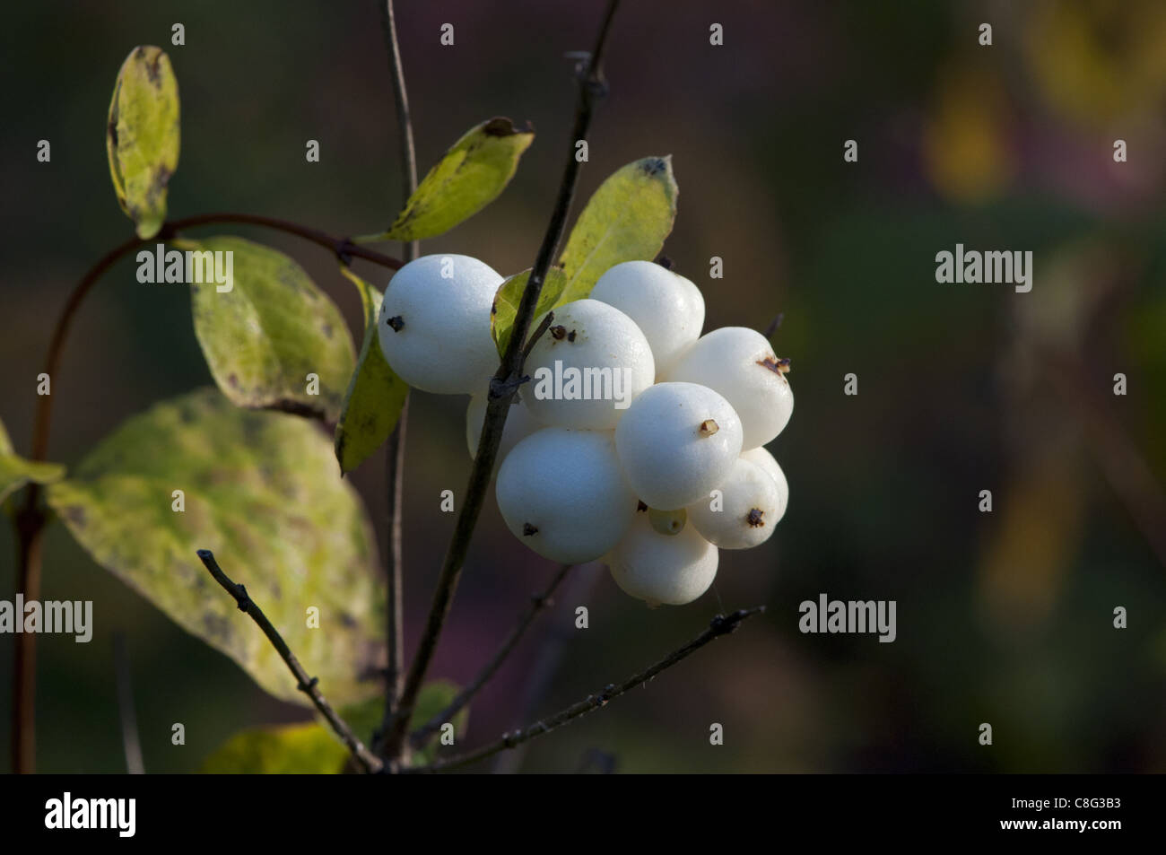 Bacche di colore bianco in autunno. Foto Stock