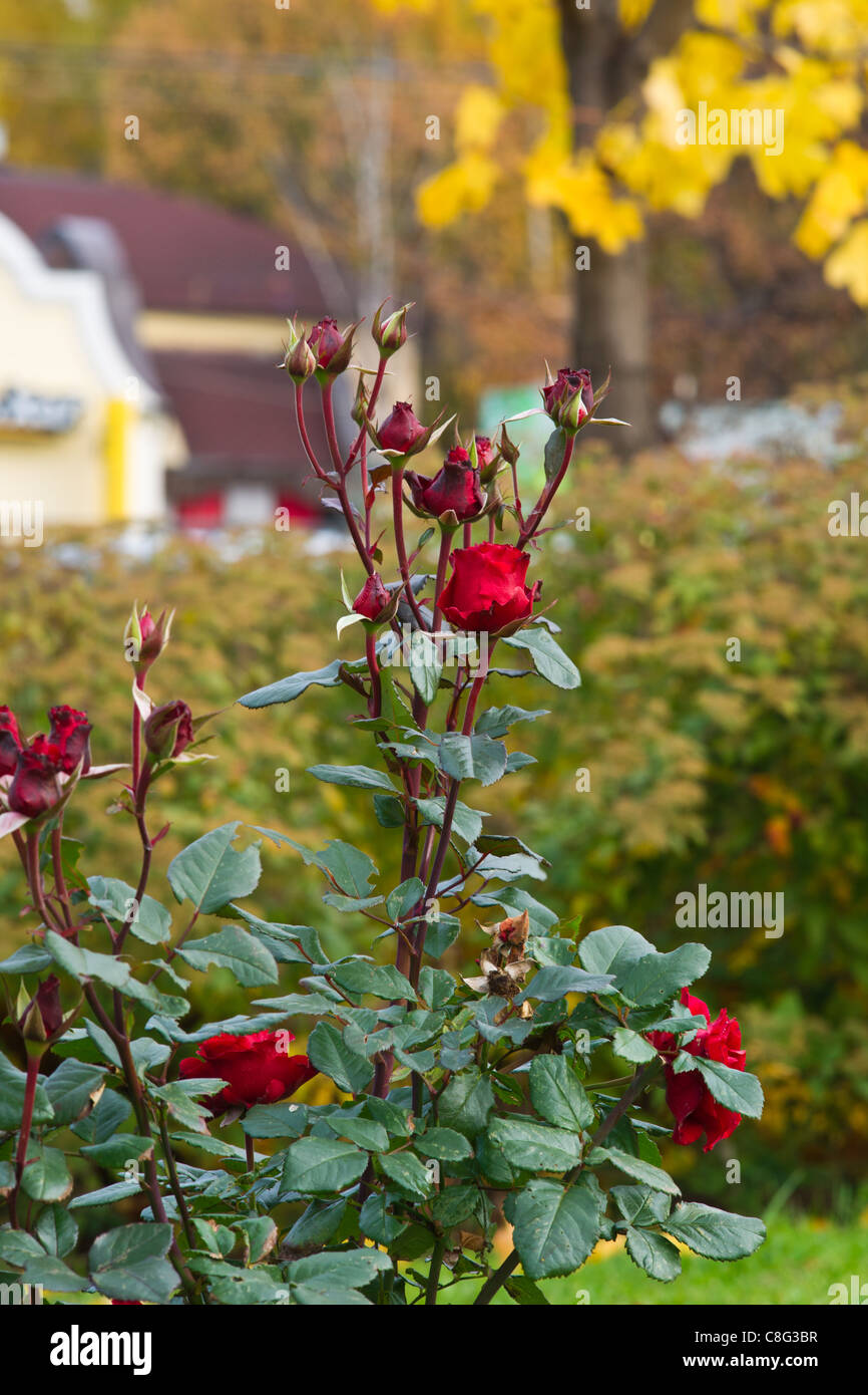 Una boccola di un giardino di rose rosse in una fredda giornata autunnale contro il giallo delle foglie di un albero di acero come un simbolo di fermezza Foto Stock