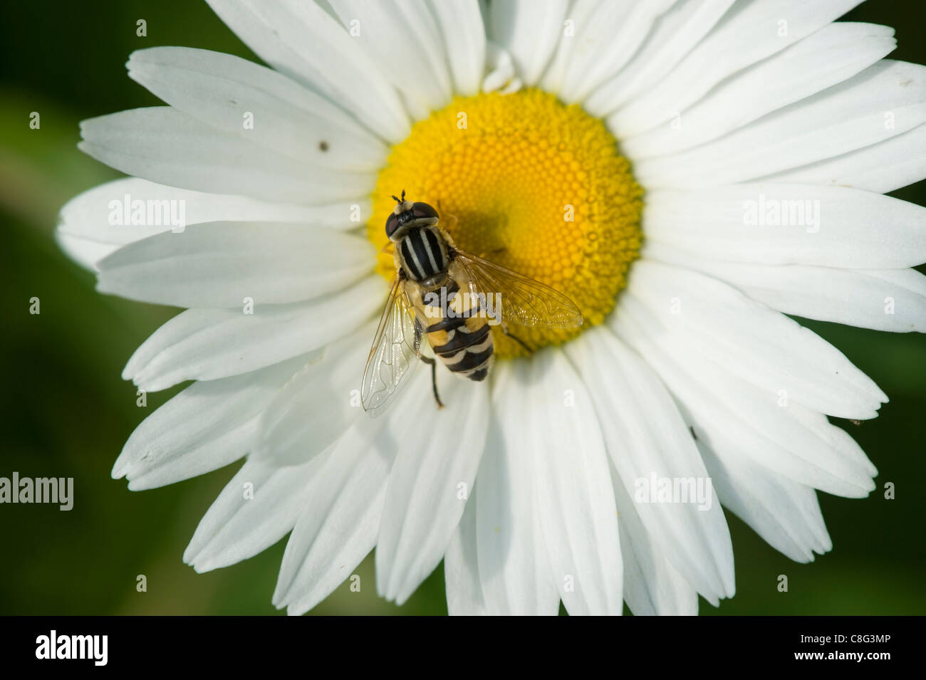 Hoverfly europea (Helophilus trivittatus) su un fiore Foto Stock