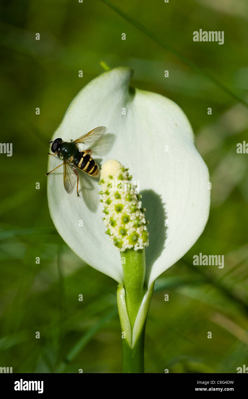 Sericomyia silentis dal danese un bog Foto Stock
