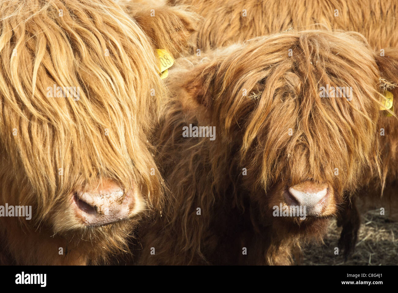 Due bovini highland, vitelli, guardando come due fasci di shaggy pelliccia con due nasi rosa. Foto Stock