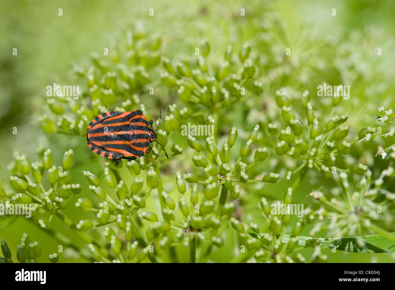 Lo scudo bug Graphosoma lineatum dalla famiglia Pentatomidae Foto Stock