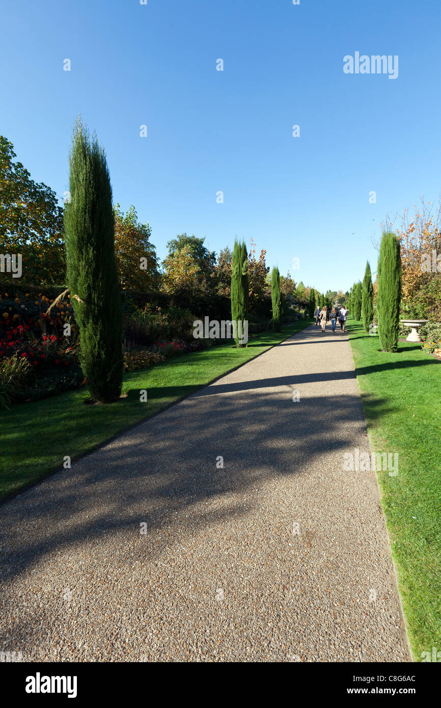 Sentiero alberato in Queen Mary's Gardens, Regent's Park, Londra, Inghilterra, Regno Unito. Foto Stock