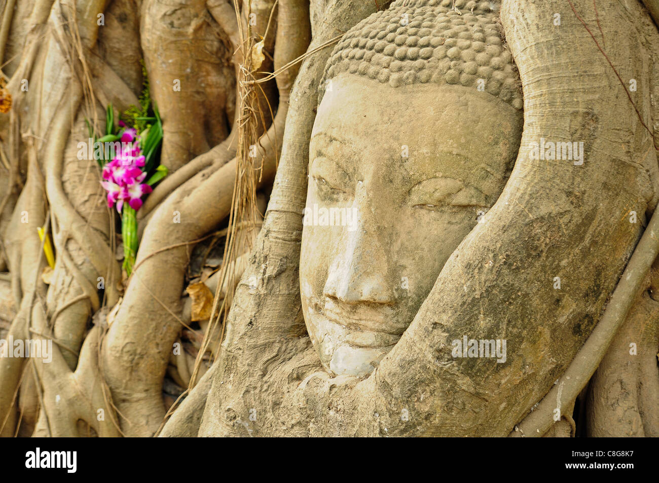 La testa di pietra arenaria immagine del Buddha in radici di bodhi tree, Ayutthaya,Thailandia Foto Stock