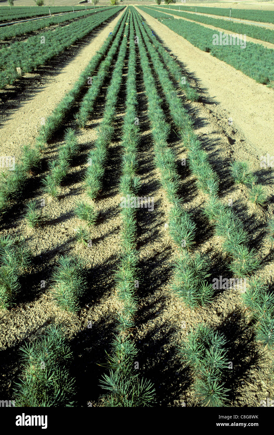 Lucky vivaio di picco (tree farm) in Boise Foresta Nazionale di Idaho Foto Stock