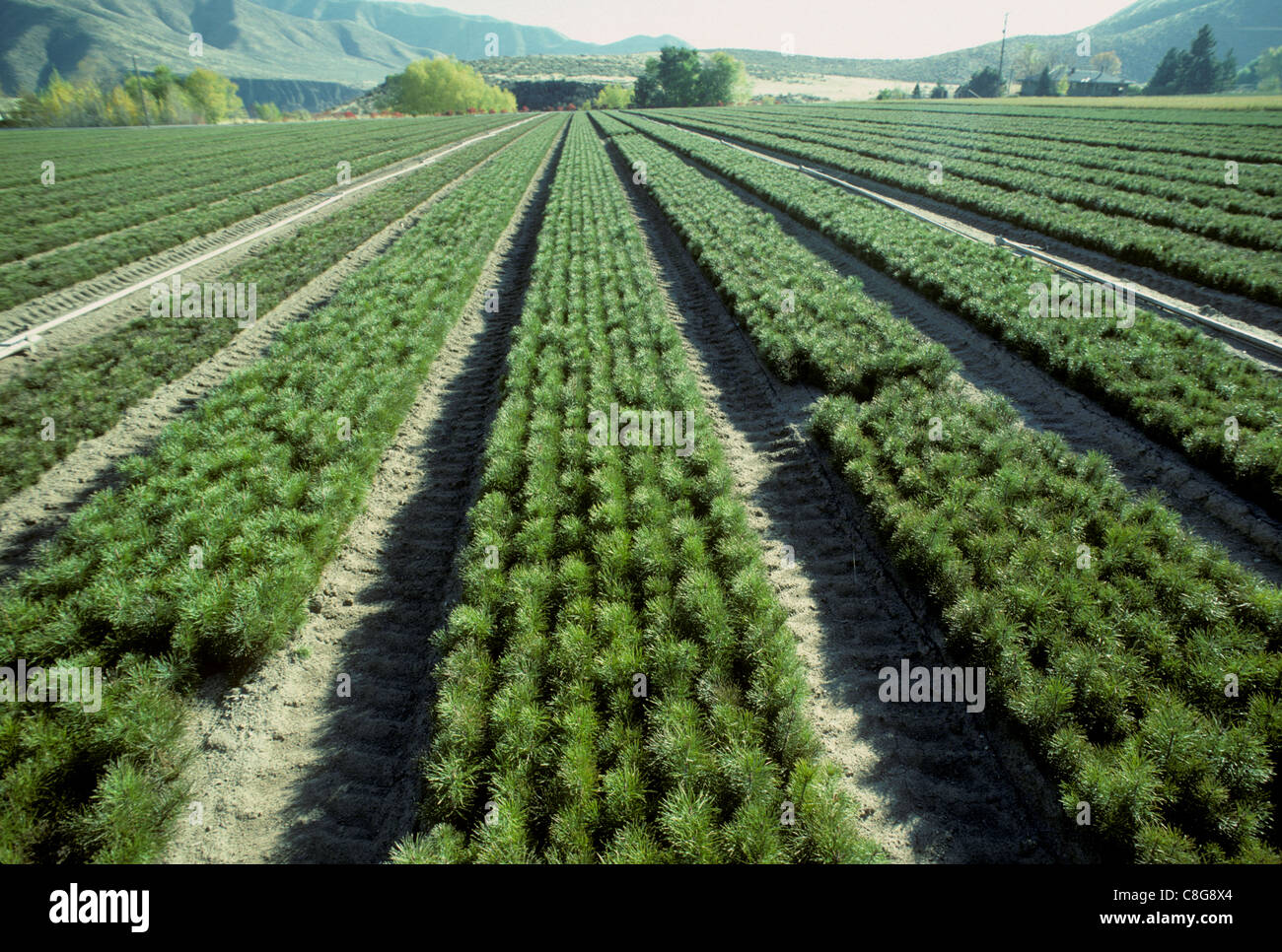 Lucky vivaio di picco (tree farm) in Boise Foresta Nazionale di Idaho Foto Stock