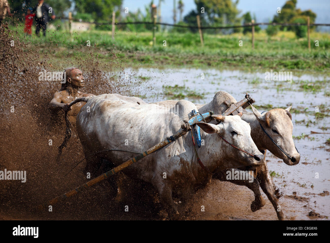 Minangkabau tradizionale bull racing in un invaso risone. Pariangan, Bukittinggi, a ovest di Sumatra, Indonesia, sud-est asiatico Foto Stock
