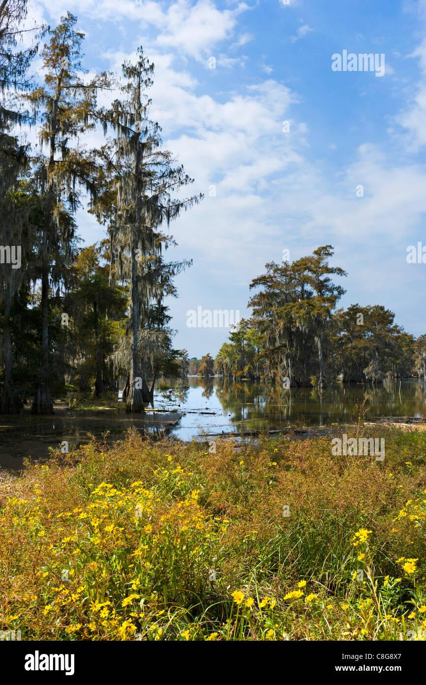 Tipico paludosa sul Lago di Martin vicino Breaux Bridge, paese Cajun, Louisiana, Stati Uniti d'America Foto Stock