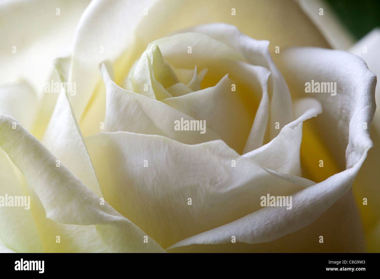 Primo piano del cuore di una rosa bianca, Alblasserdam, Olanda Foto Stock