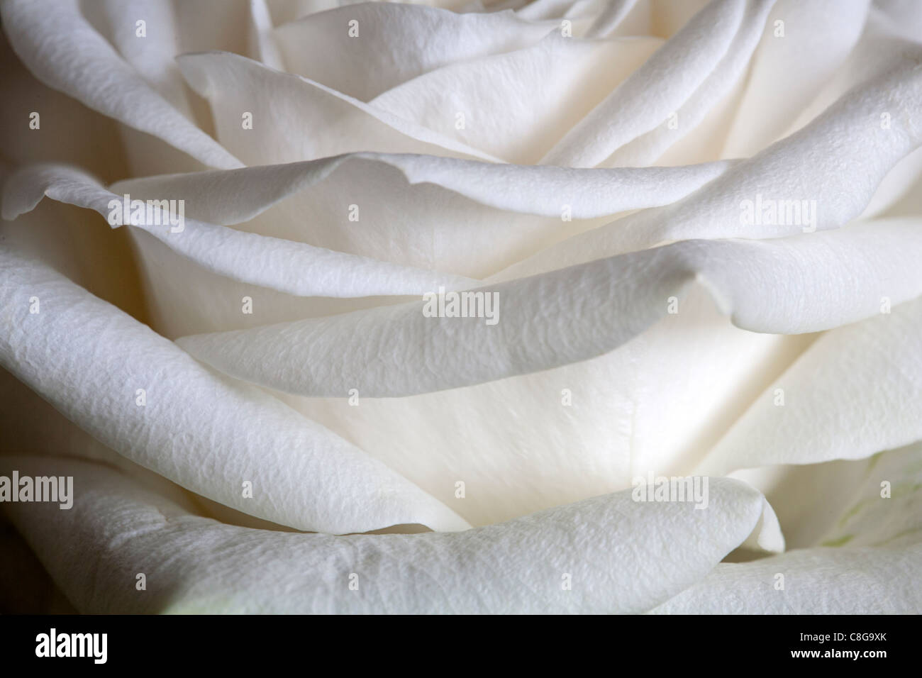 Primo piano del lato di una rosa bianca, Alblasserdam, Olanda Foto Stock