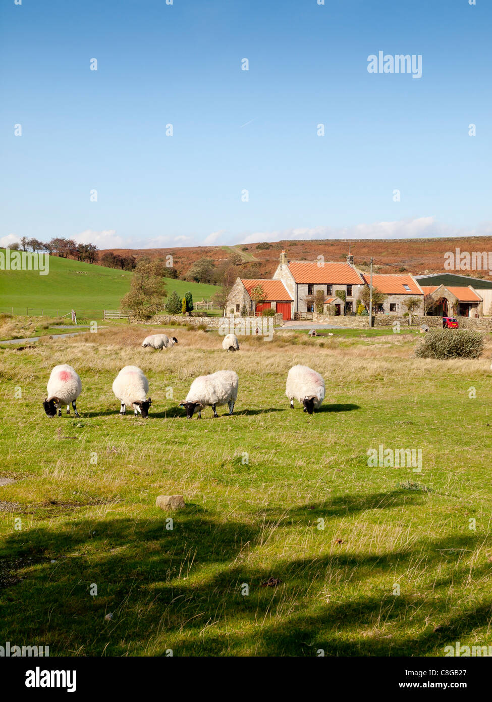 Pecore pascolano sul terreno comune nella parte anteriore del case e agriturismo nel borgo di Serre Lealholm North Yorkshire Foto Stock