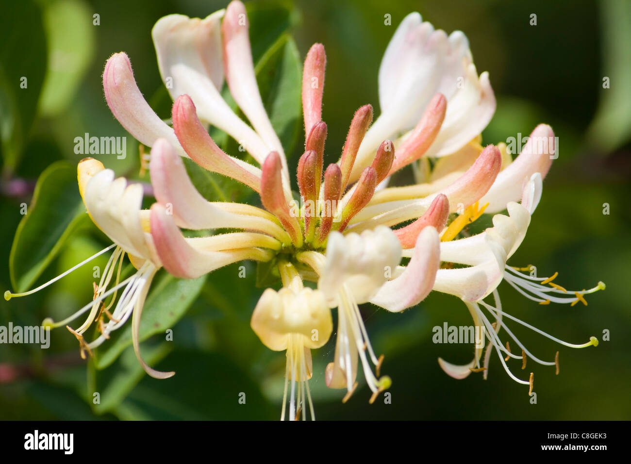 Un caprifoglio (lonicera periclymenum) fiore Foto Stock