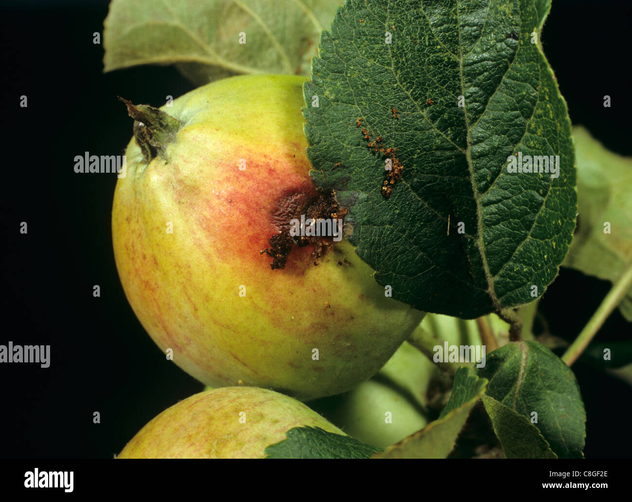 Il foro di uscita della carpocapsa del melo (Cydia pomonella) caterpillar da giovane frutta apple Foto Stock