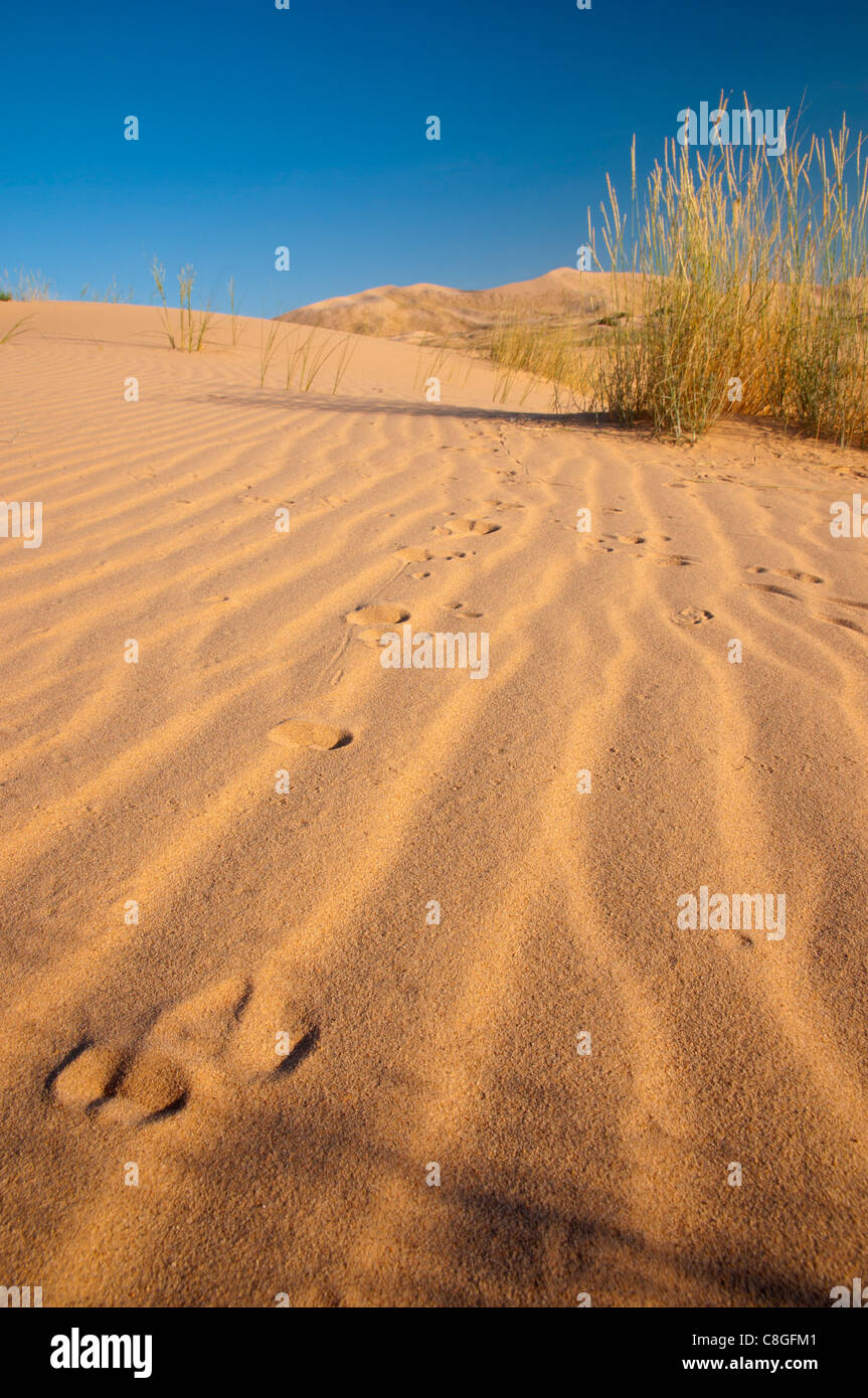 Kelso dune, Mojave National Preserve, California, Stati Uniti d'America Foto Stock